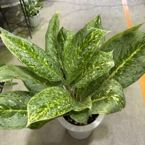 アグラオネマ・ビクトリー 7号 | Plants Shop Big Smile 通販