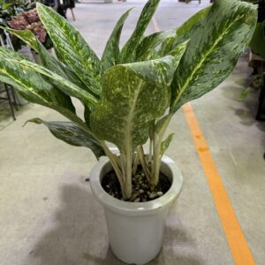 【アグラオネマ ビクトリー】 美斑入り レア 鉢ごと発送します アグラオネマ ビクトリー】 美斑入り 希少 鉢ごと発送します