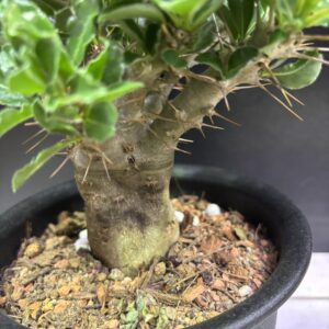 パキポディウム・サウンデルシー 白馬城 5号 | Plants Shop Big Smile 通販