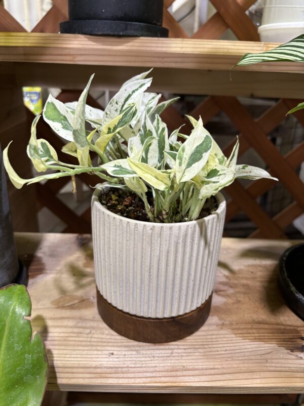 ポトス・エクセレント