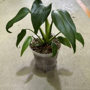 モンステラ・バールマルクスフレーム 4号 | Plants Shop Big Smile 通販