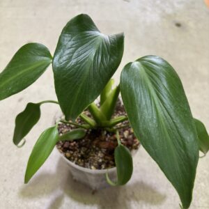 モンステラ・バールマルクスフレーム 4号 | Plants Shop Big Smile 通販