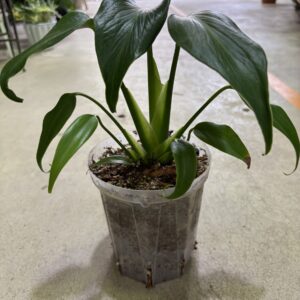 モンステラ・バールマルクスフレーム 4号 | Plants Shop Big Smile 通販