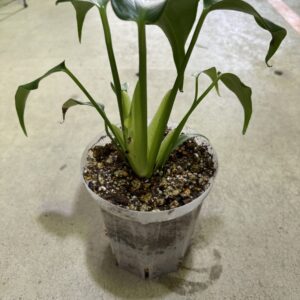 モンステラ・バールマルクスフレーム 4号 | Plants Shop Big Smile 通販