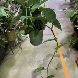 モンステラ モンステラ2224 4号 | Plants Shop Big Smile 通販