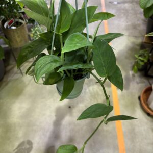 モンステラ2224 4号 | Plants Shop Big Smile 通販