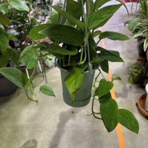 モンステラ2224 4号 | Plants Shop Big Smile 通販