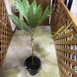 チャメドレア・テネラ 8号 | Plants Shop Big Smile 通販