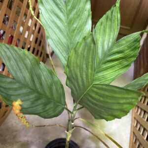 チャメドレア・テネラ 8号 | Plants Shop Big Smile 通販