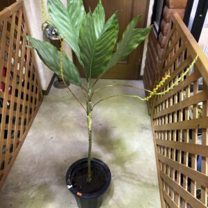 チャメドレア・テネラ 8号 | Plants Shop Big Smile 通販