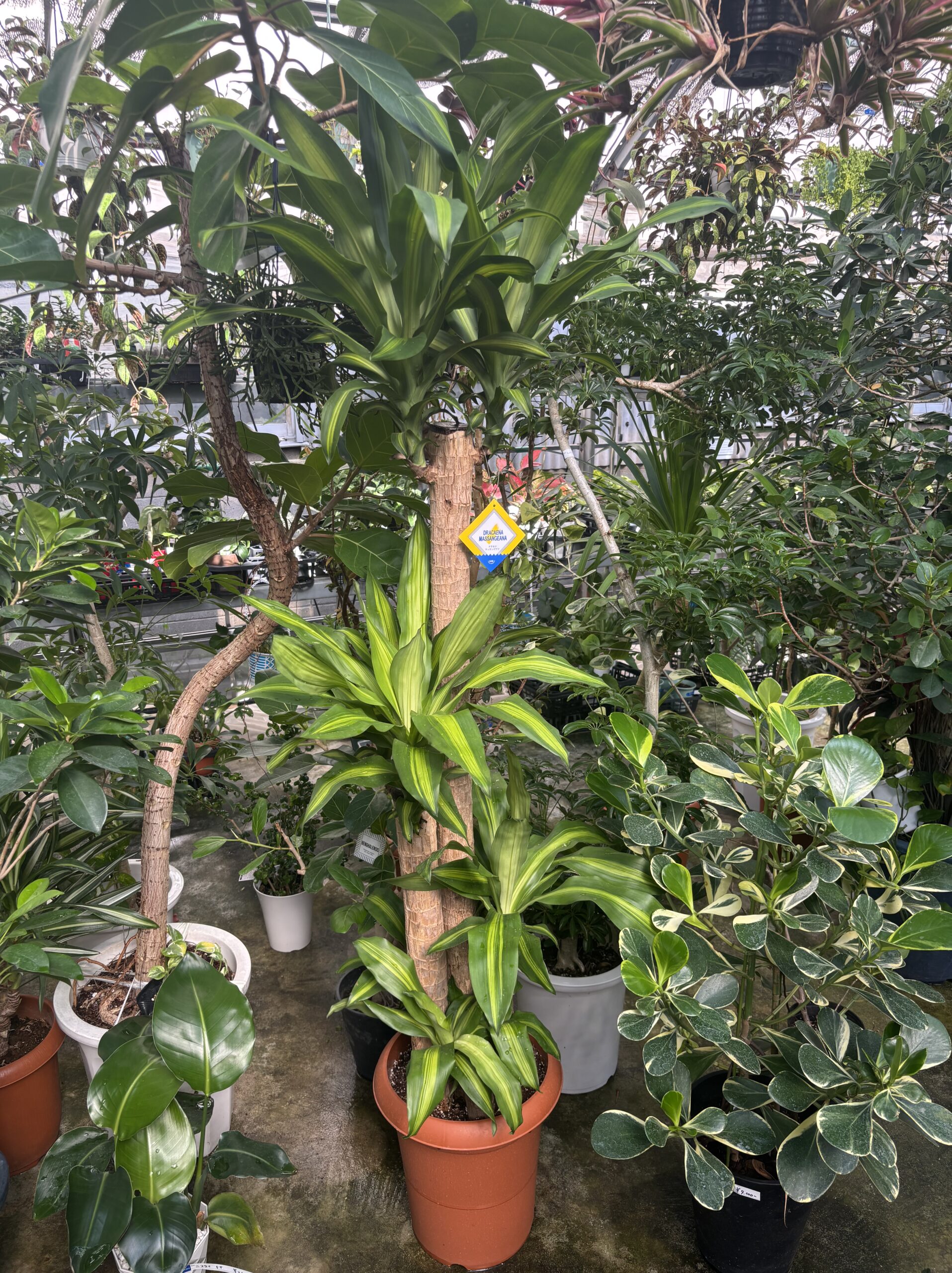 ドラセナ・マッサンゲアナ 尺鉢