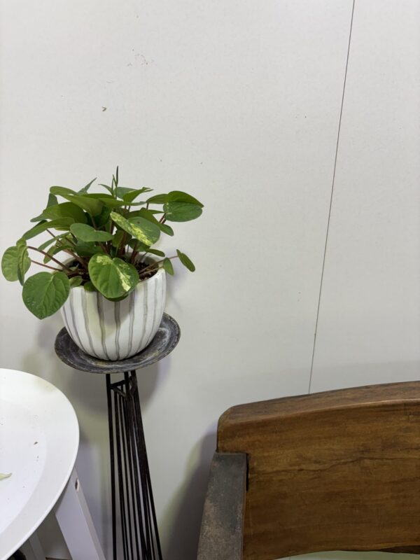 ペペロミア・ラナ　斑入り　陶器鉢植え - 画像 (6)