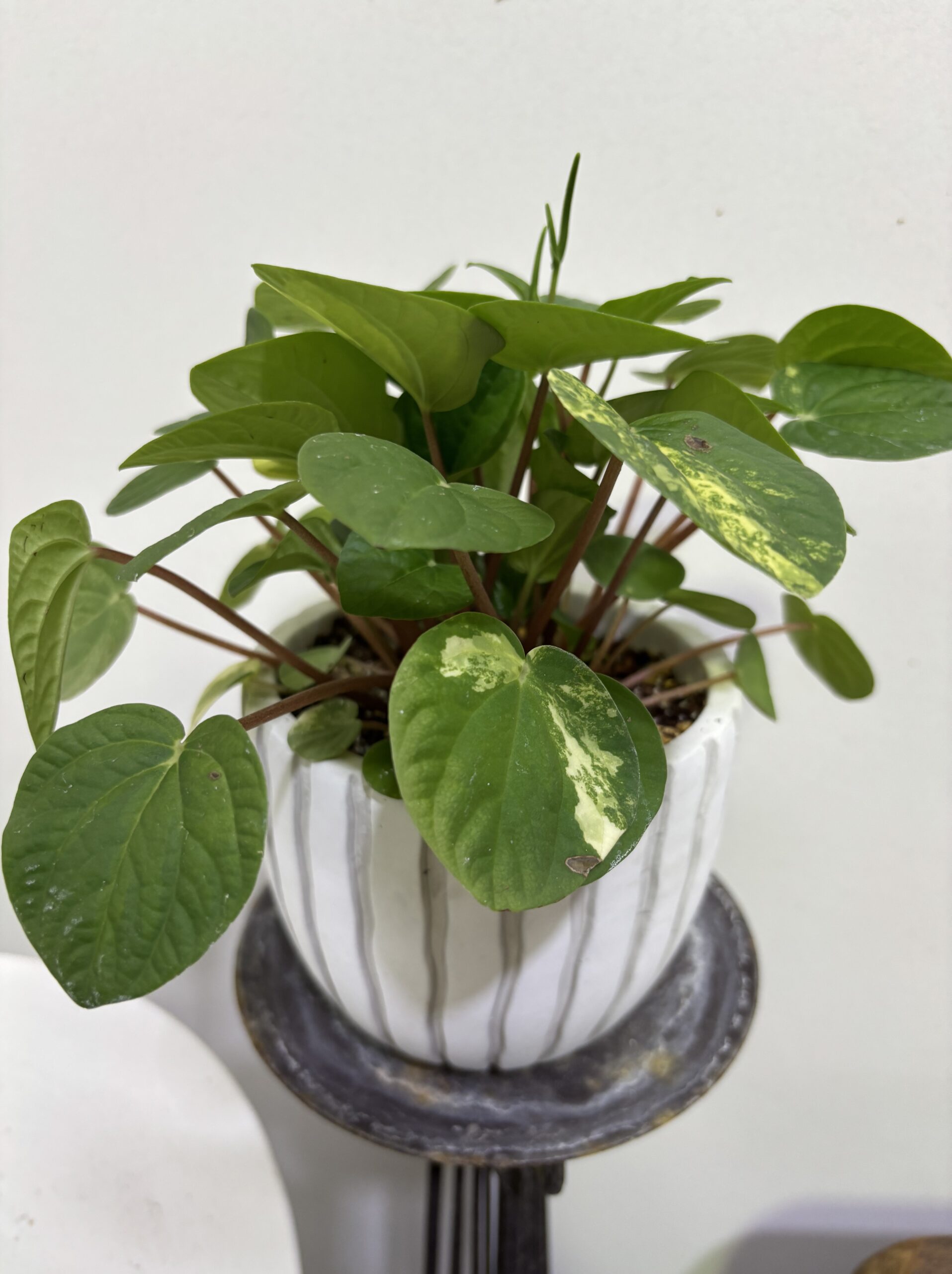 ペペロミア・ラナ　斑入り　陶器鉢植え