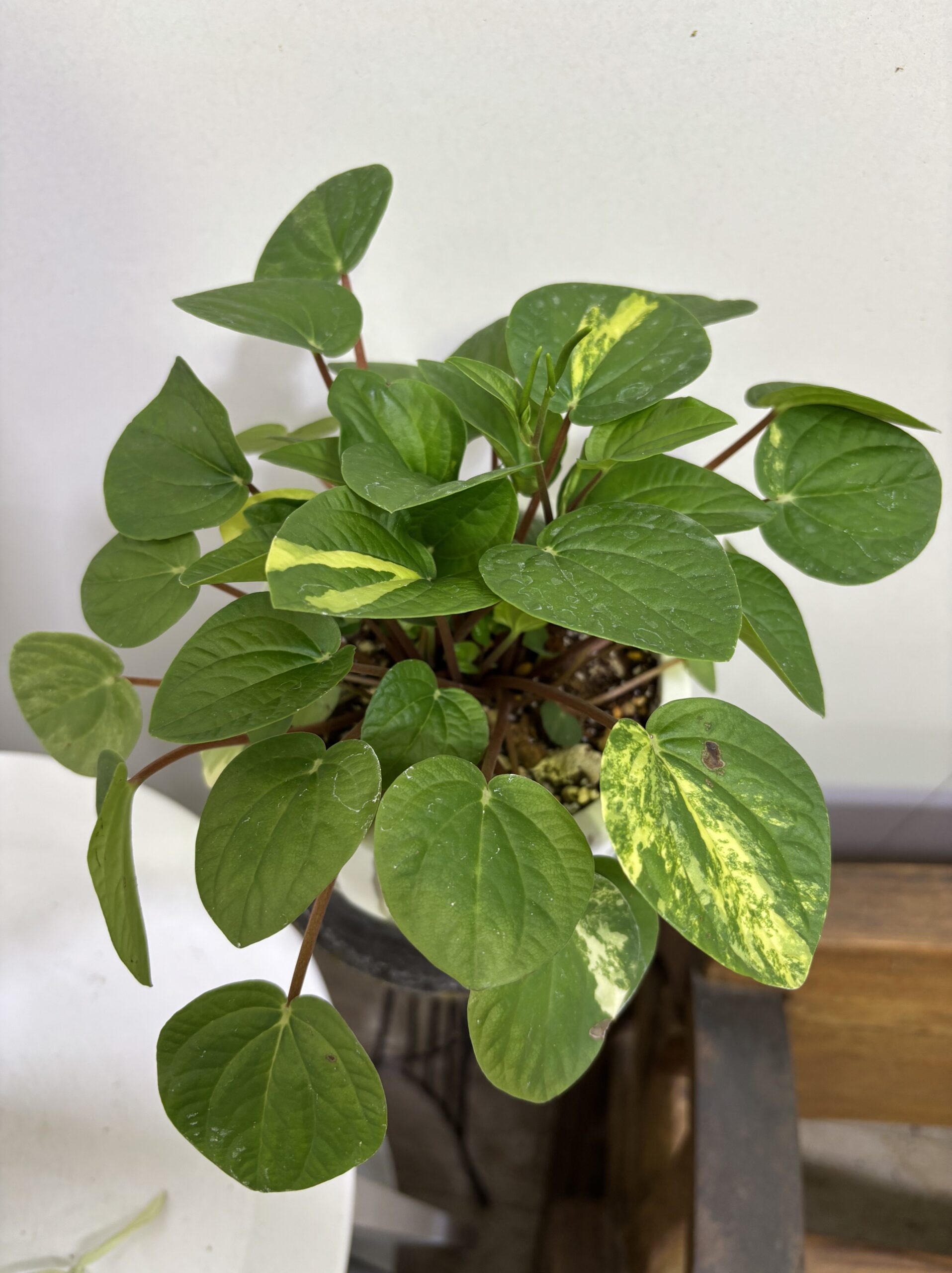 ペペロミア・ラナ 斑入り 陶器鉢植え - 画像 (5)