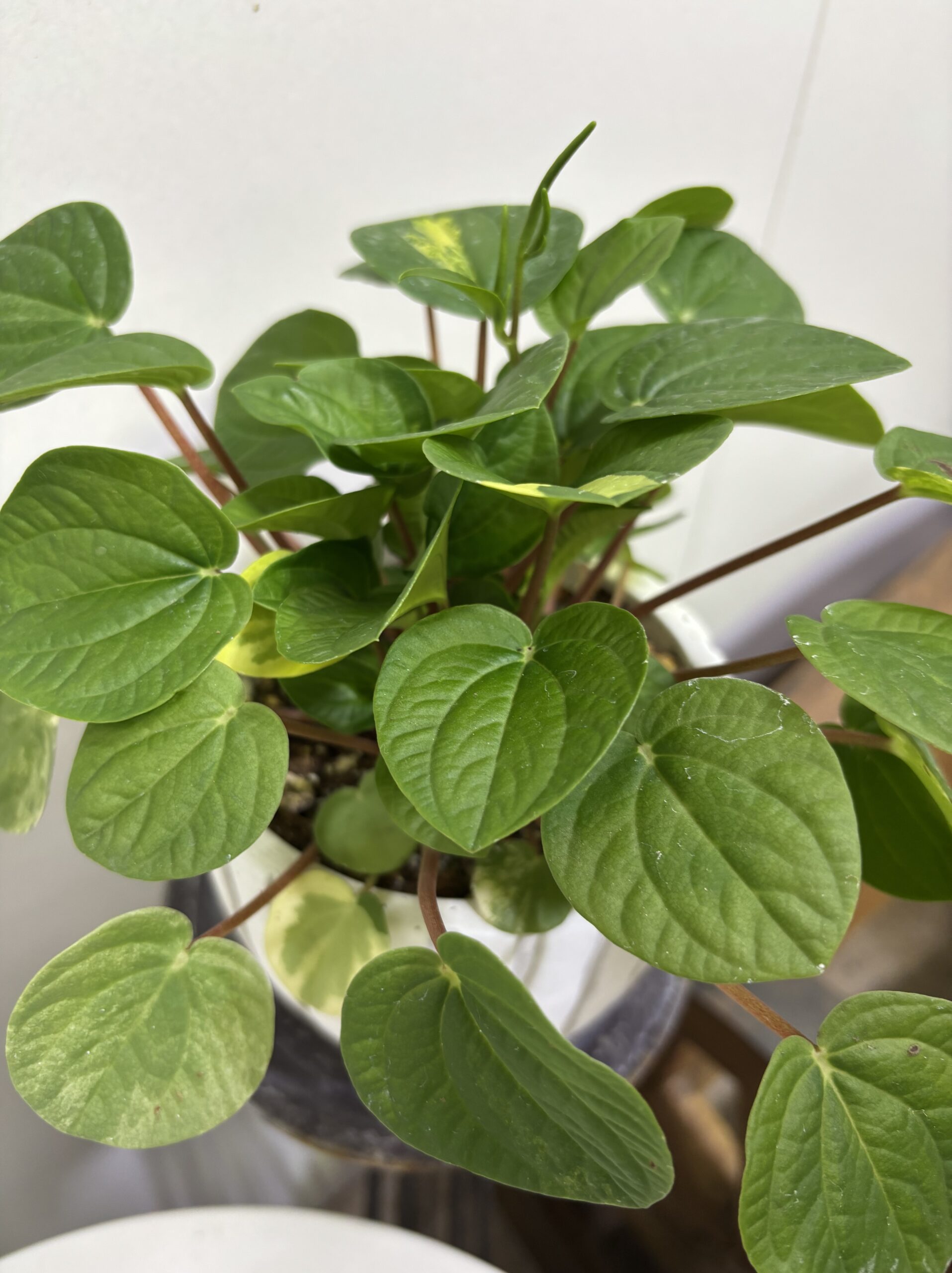 ペペロミア・ラナ 斑入り 陶器鉢植え - 画像 (4)