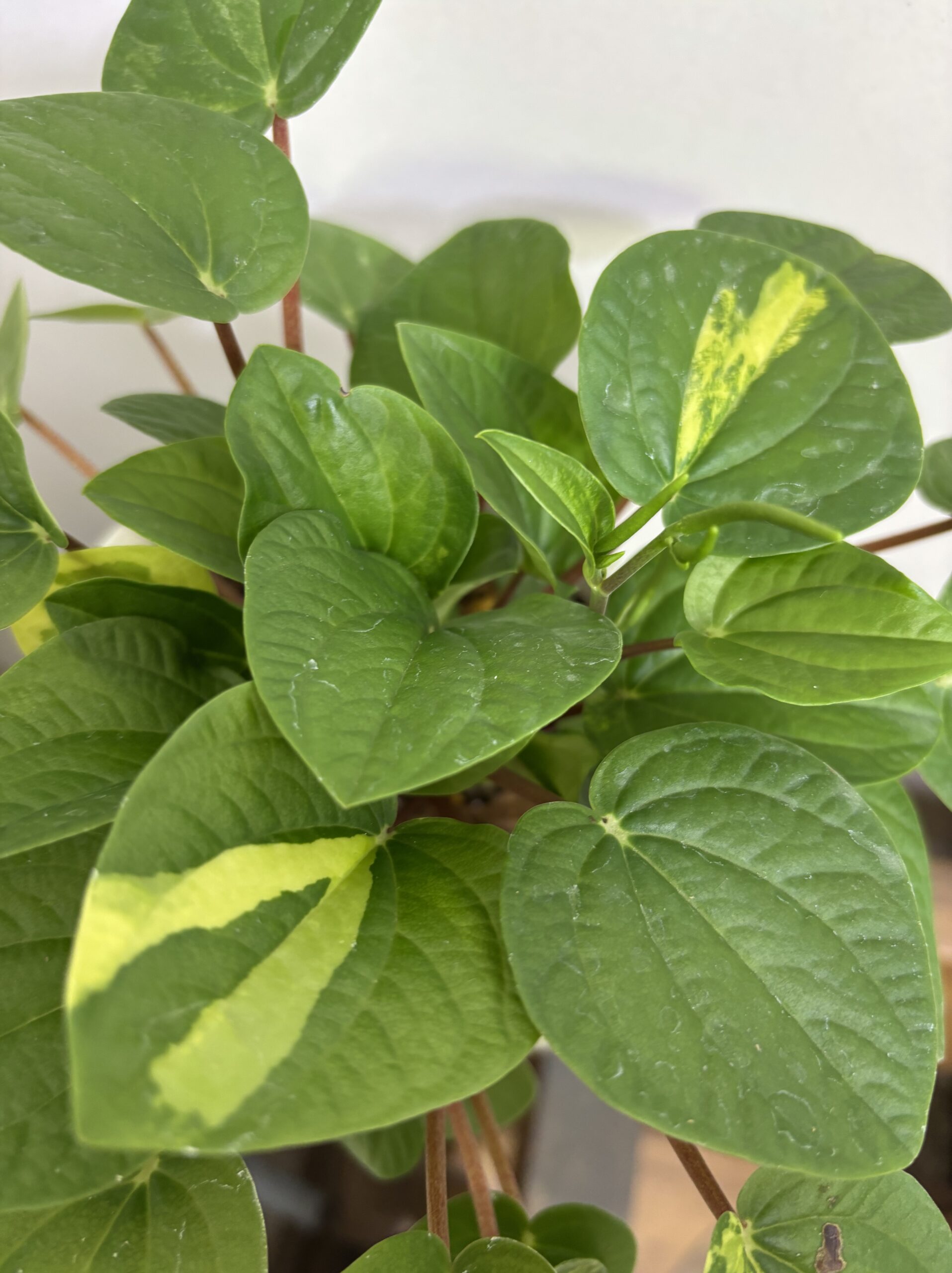 ペペロミア・ラナ 斑入り 陶器鉢植え - 画像 (2)
