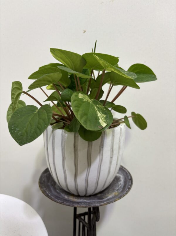 ペペロミア・ラナ　斑入り　陶器鉢植え - 画像 (3)