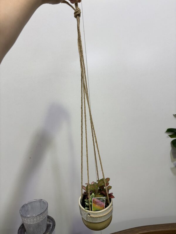 フィットニア・レインボーミックス　ハンギング鉢付 - 画像 (2)