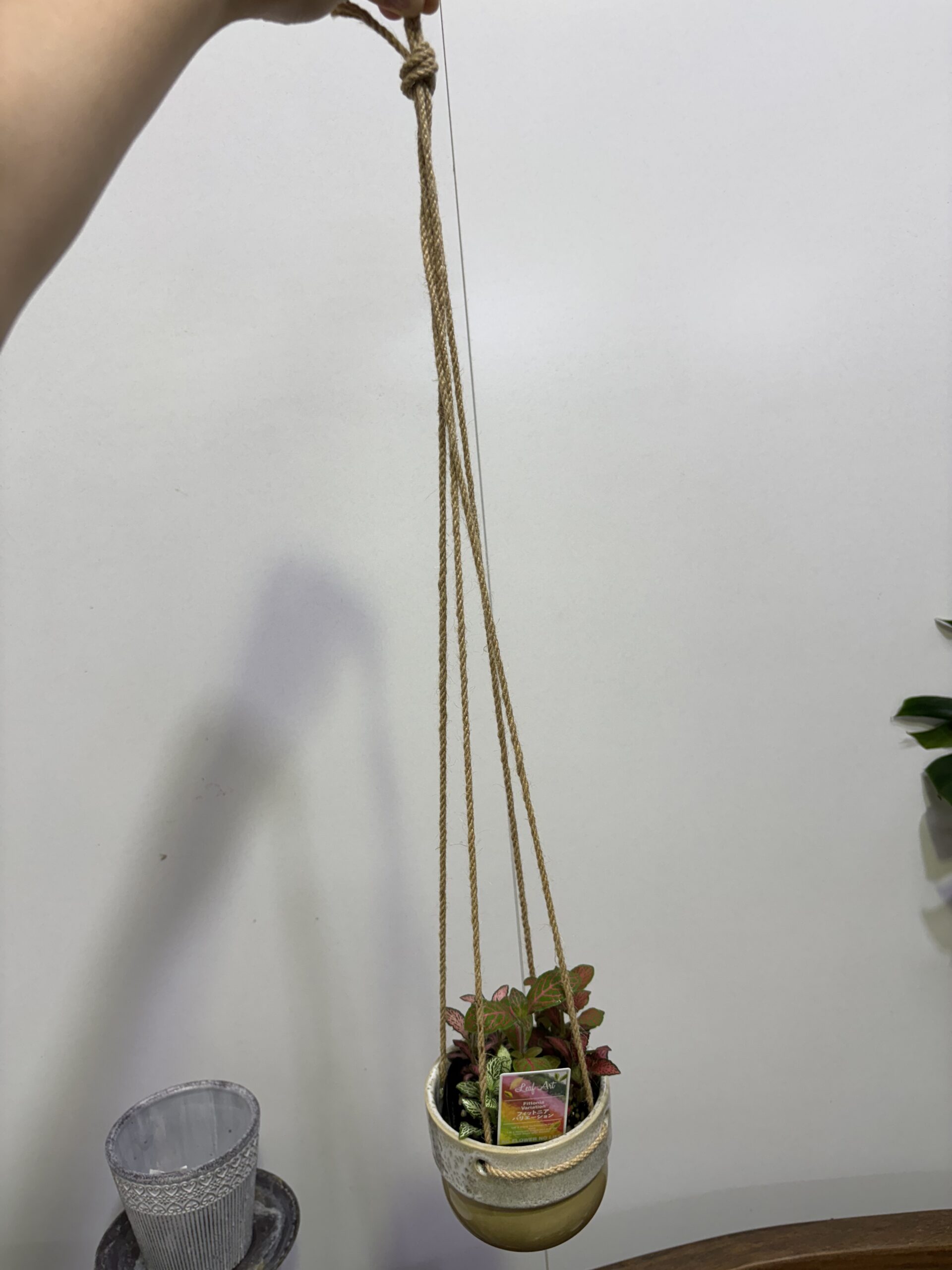 フィットニア・レインボーミックス ハンギング鉢付 - 画像 (2)