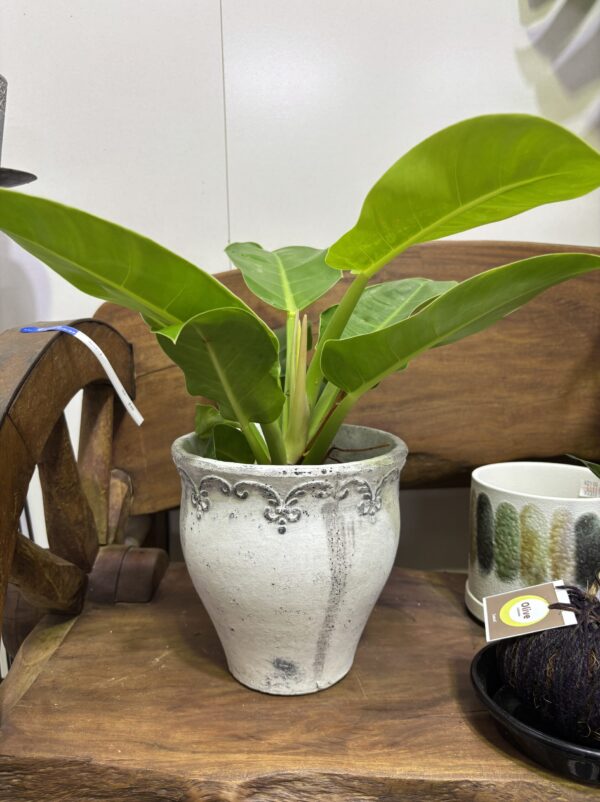フィロデンドロン・インペリアルグリーン　陶器鉢セット - 画像 (3)