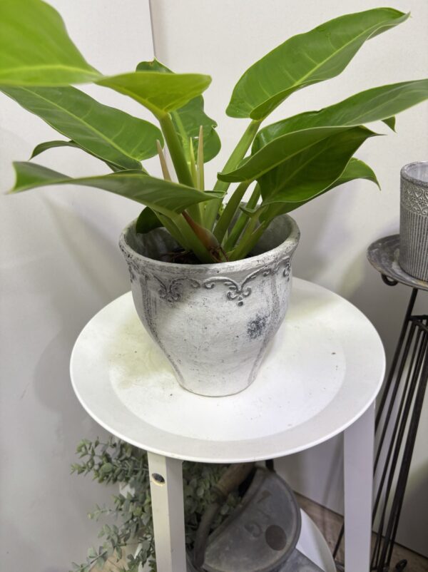 フィロデンドロン・インペリアルグリーン　陶器鉢セット - 画像 (7)