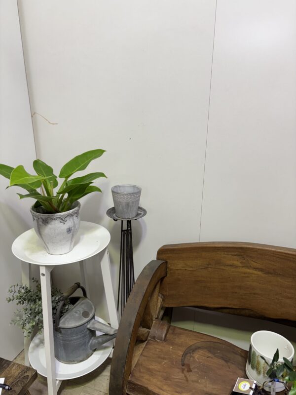 フィロデンドロン・インペリアルグリーン　陶器鉢セット - 画像 (8)
