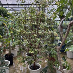 ジャボチカバ 10号 | Plants Shop Big Smile 通販