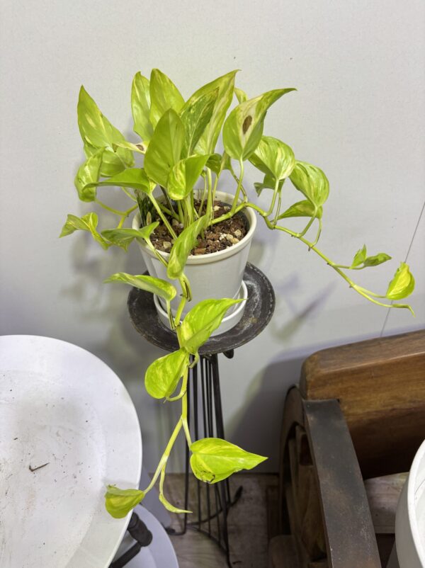 ポトス・エスプリ　陶器鉢植え - 画像 (5)