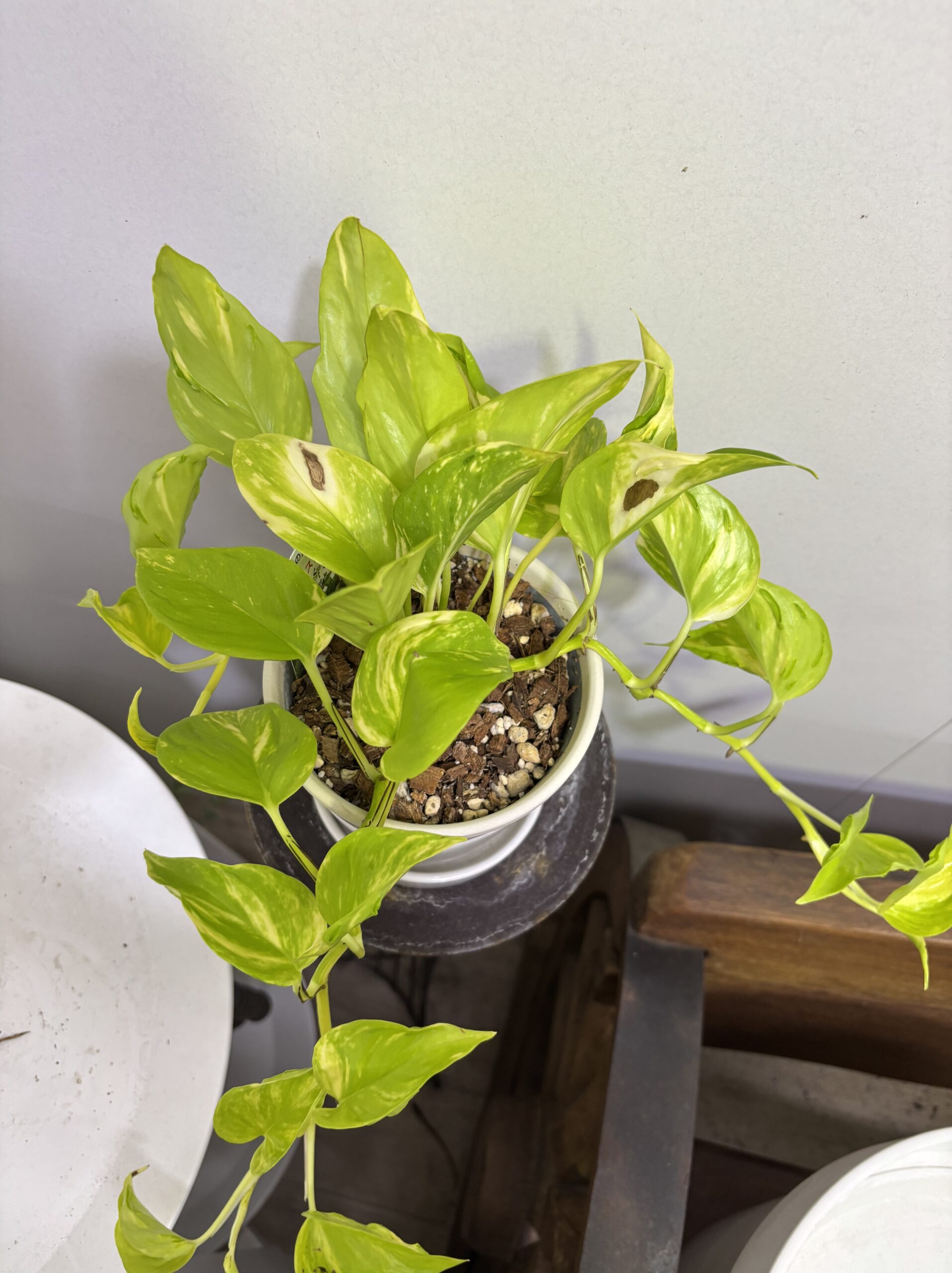 ポトス・エスプリ 陶器鉢植え - 画像 (2)