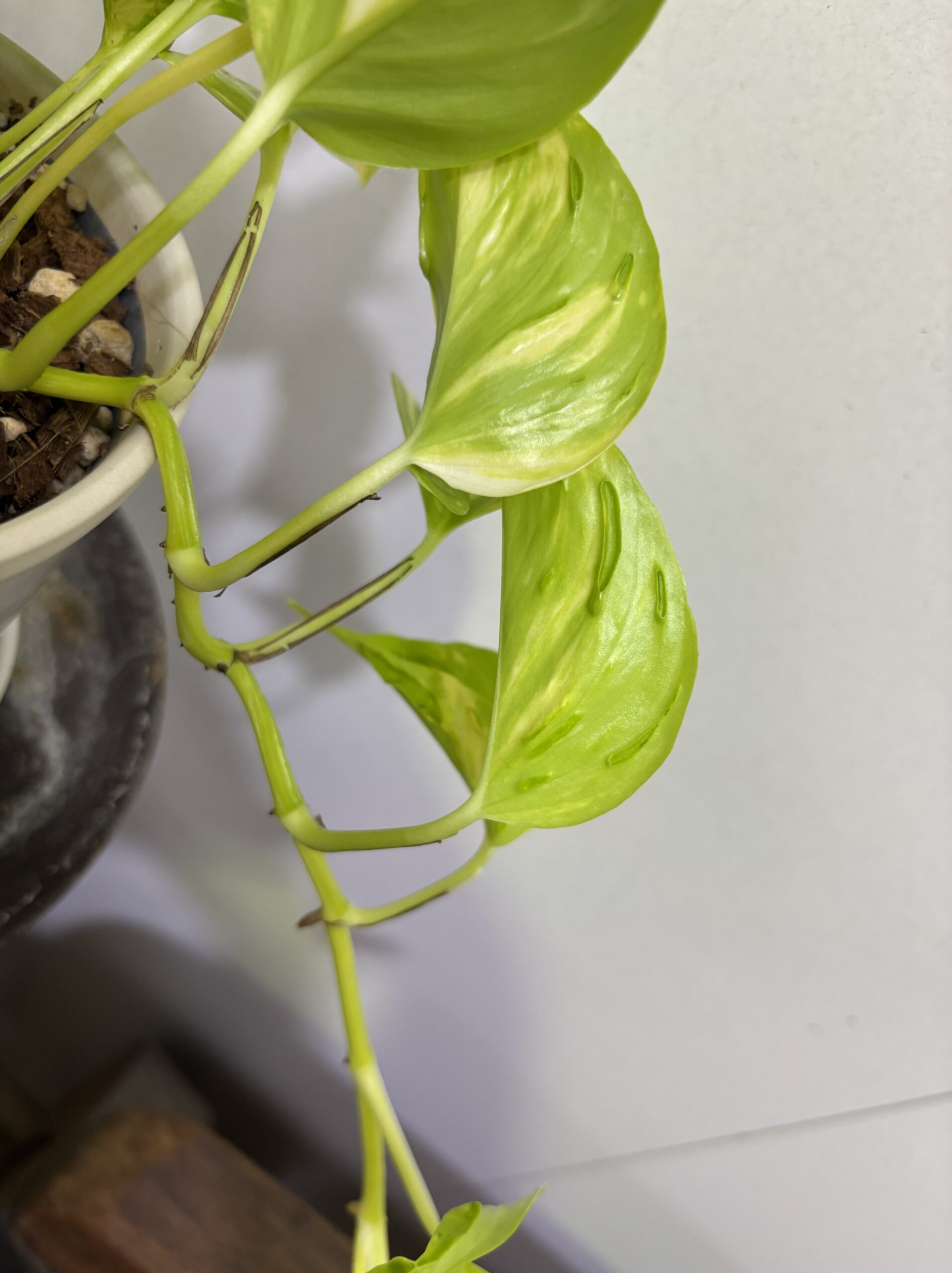 ポトス・エスプリ 陶器鉢植え - 画像 (4)