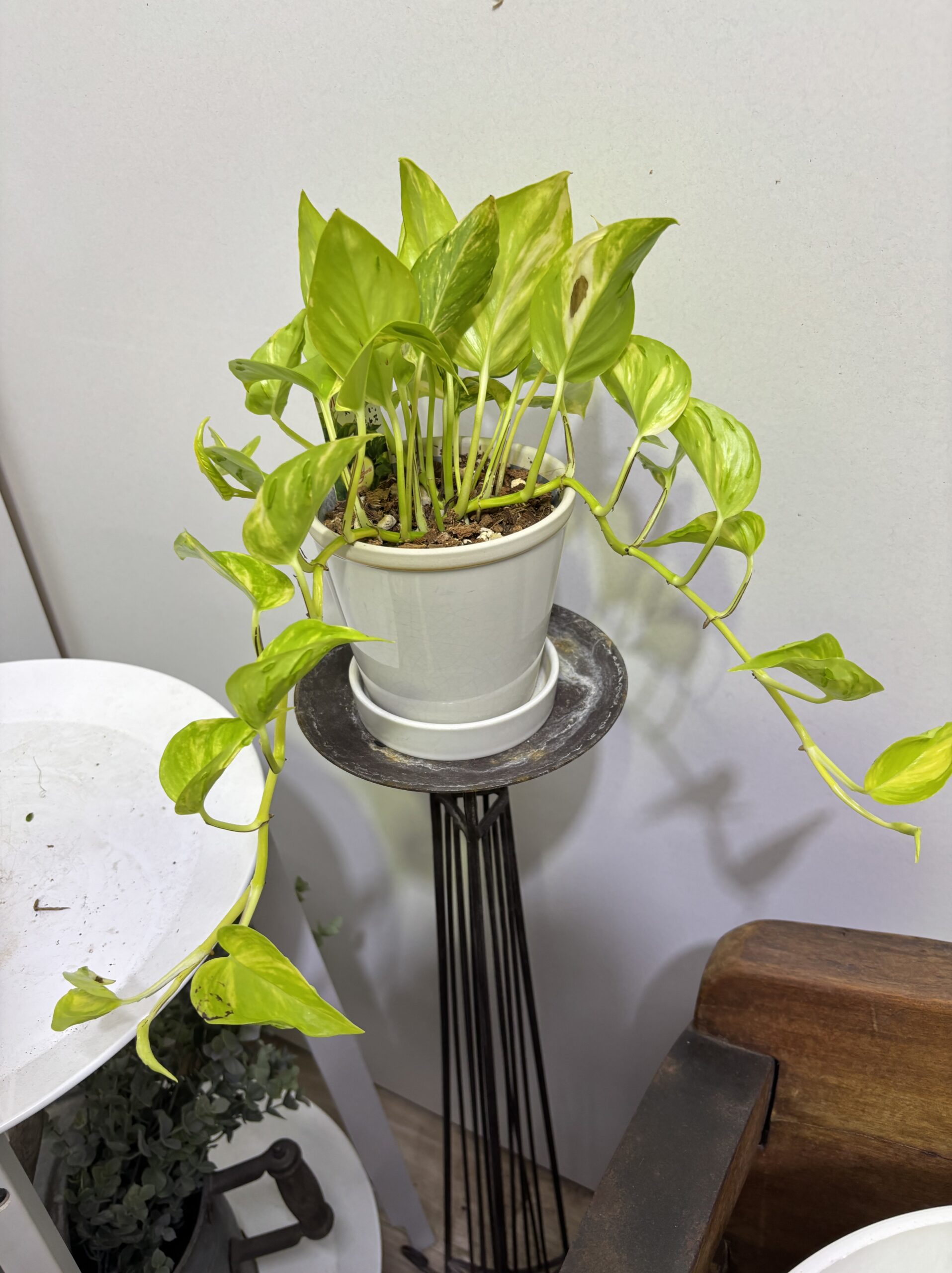 ポトス・エスプリ　陶器鉢植え