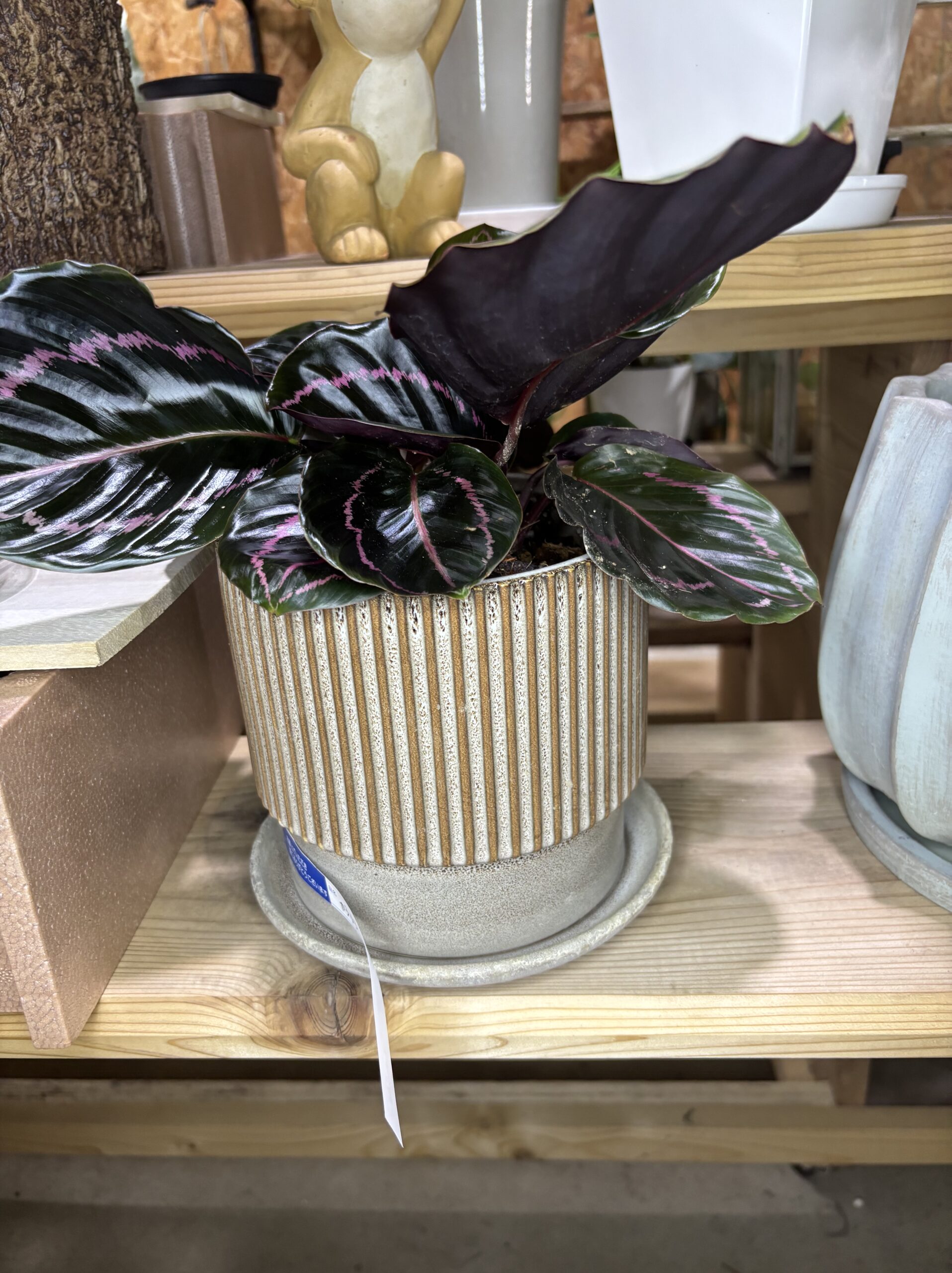 カラテア・ドッテイ 陶器鉢 - 画像 (3)