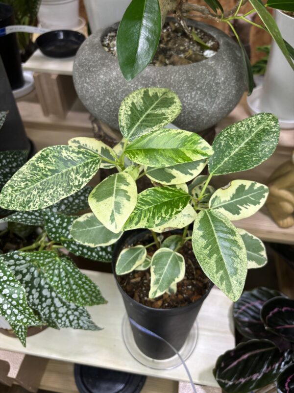 フランスゴムの木　斑入り　3.5号 - 画像 (3)