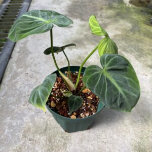 フィロデンドロン・エルチョコレッド 5号 | Plants Shop Big Smile 通販