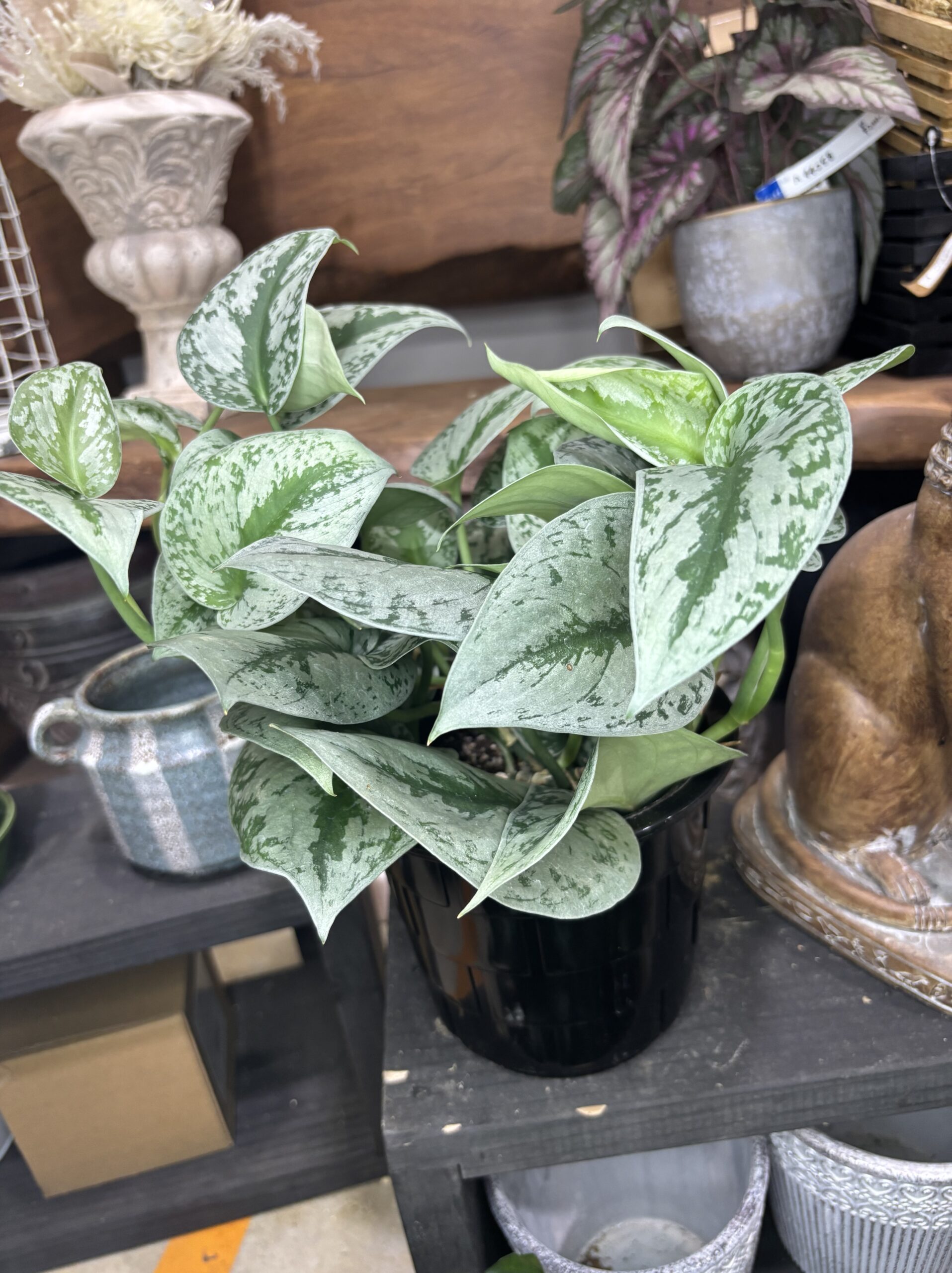 スキンダプサス・トレビー – 5号