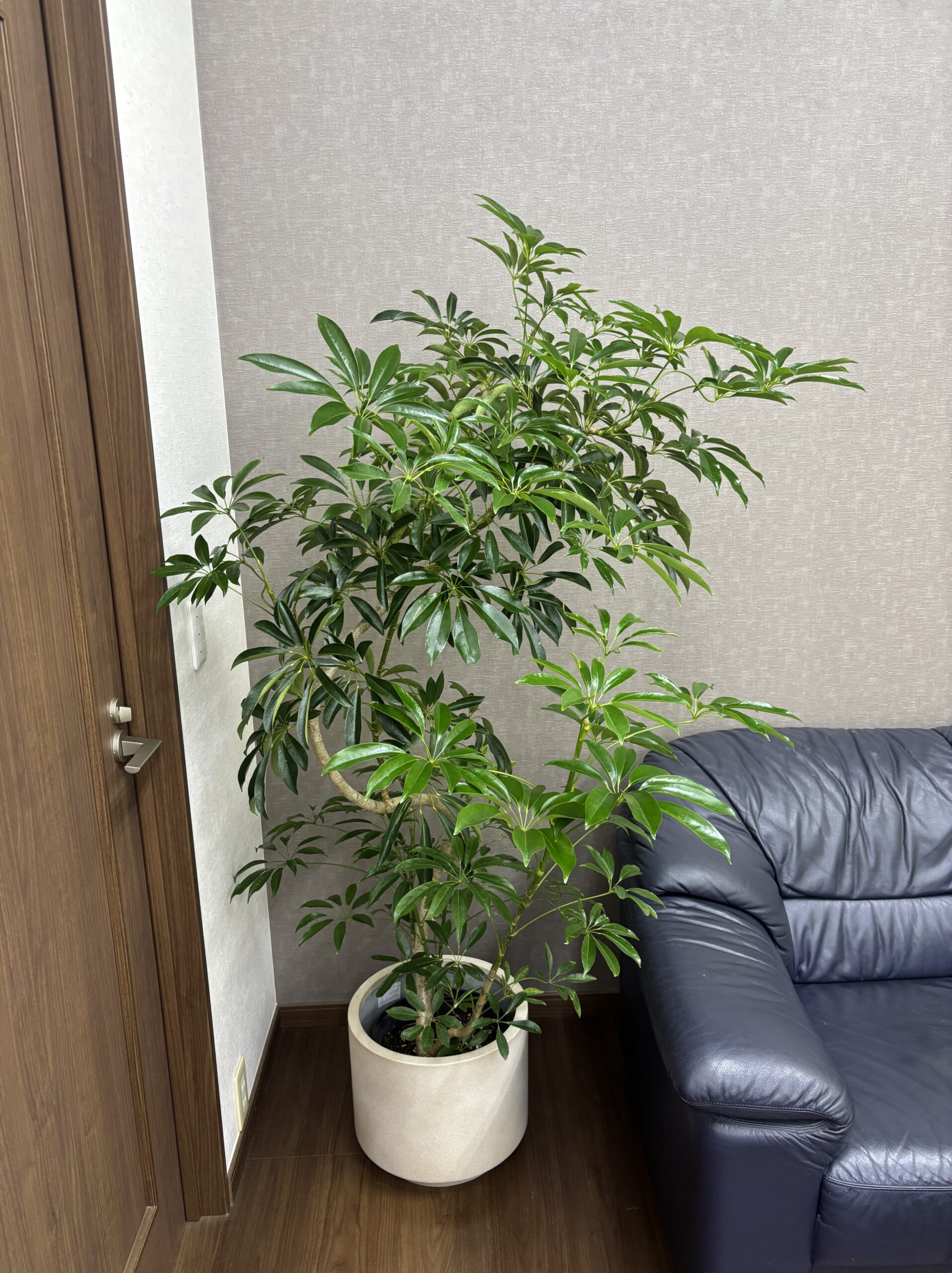 大きさで選ぶオシャレな観葉植物