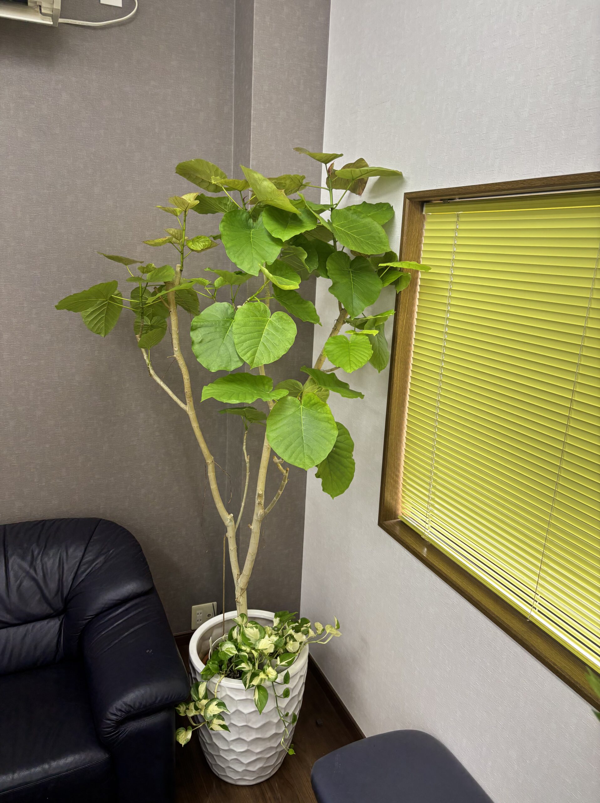 フィカス・ウンベラータ