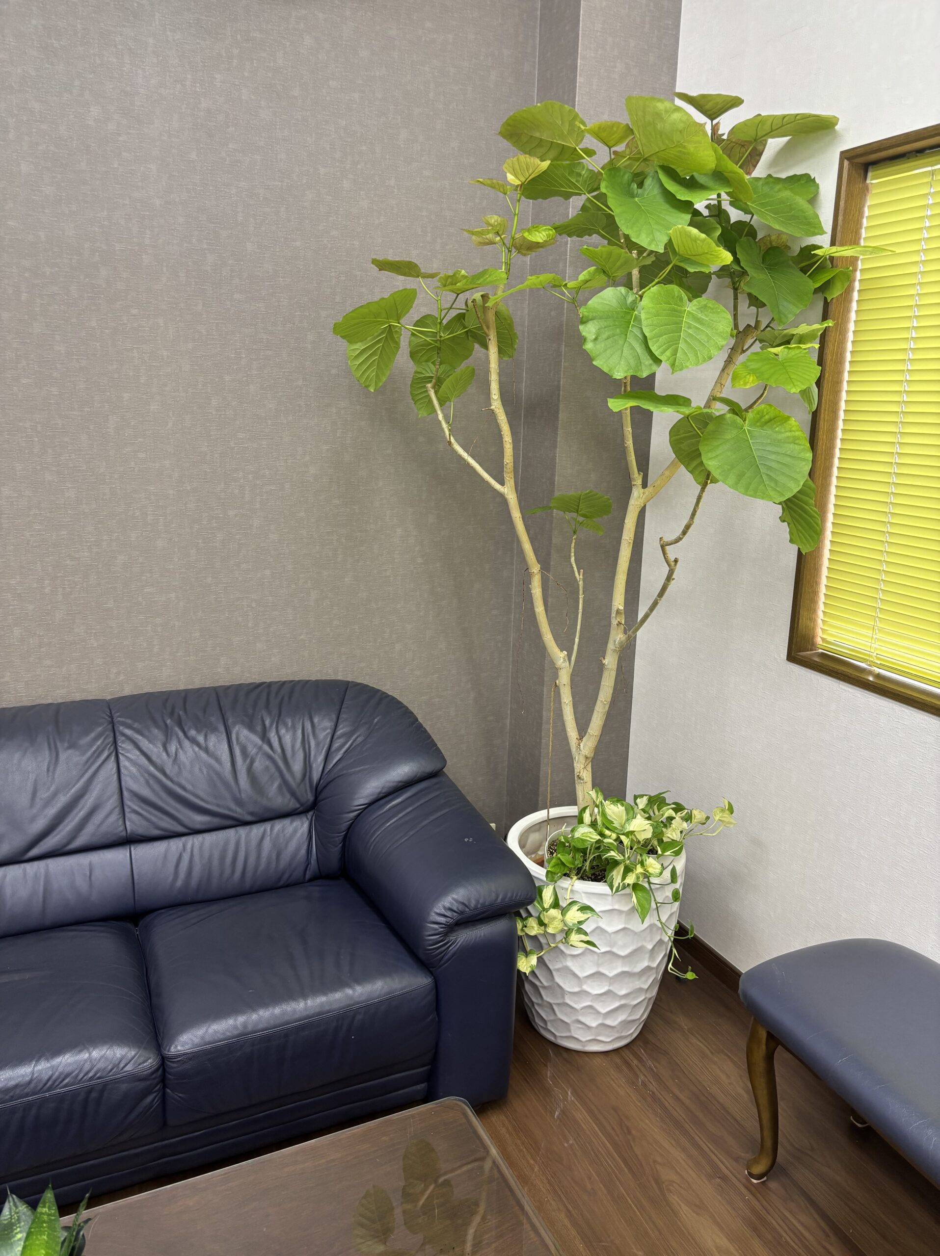 フィカス・ウンベラータ - 画像 (8)