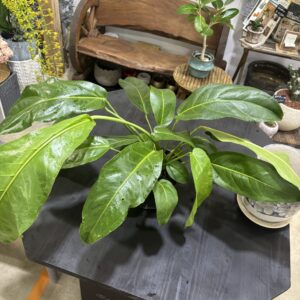 アンスリウム・ペンドゥリフォリウム 5号 | Plants Shop Big Smile 通販
