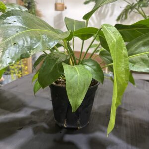 アンスリウム・ペンドゥリフォリウム 5号 | Plants Shop Big Smile 通販