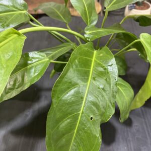 アンスリウム・ペンドゥリフォリウム 5号 | Plants Shop Big Smile 通販