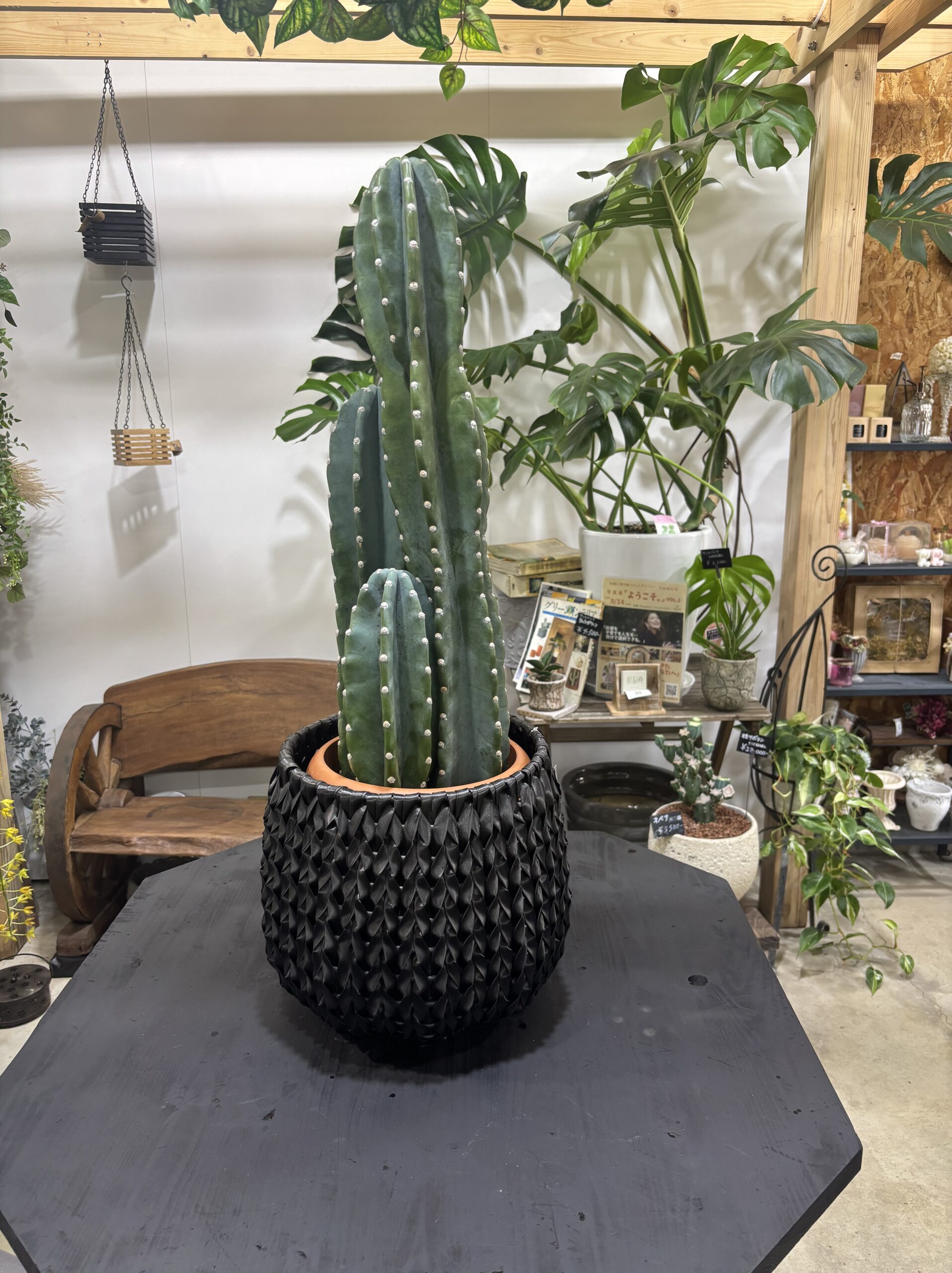 柱サボテン　2本立/3本立 - 画像 (4)