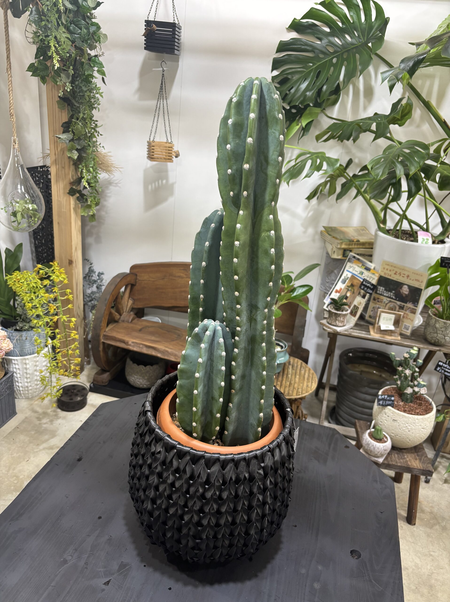 柱サボテン　2本立/3本立 - 画像 (2)