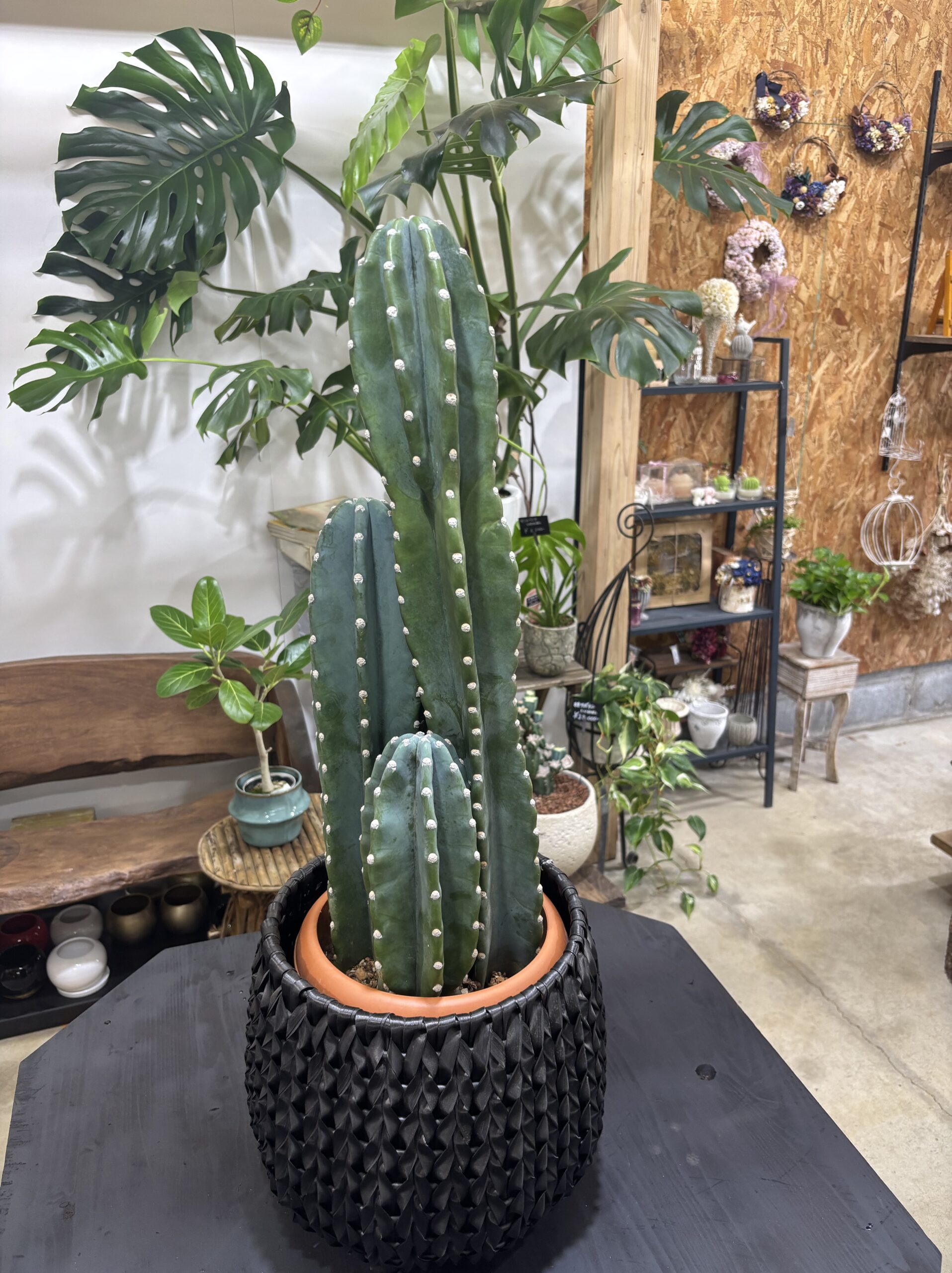 柱サボテン　2本立/3本立 - 画像 (3)