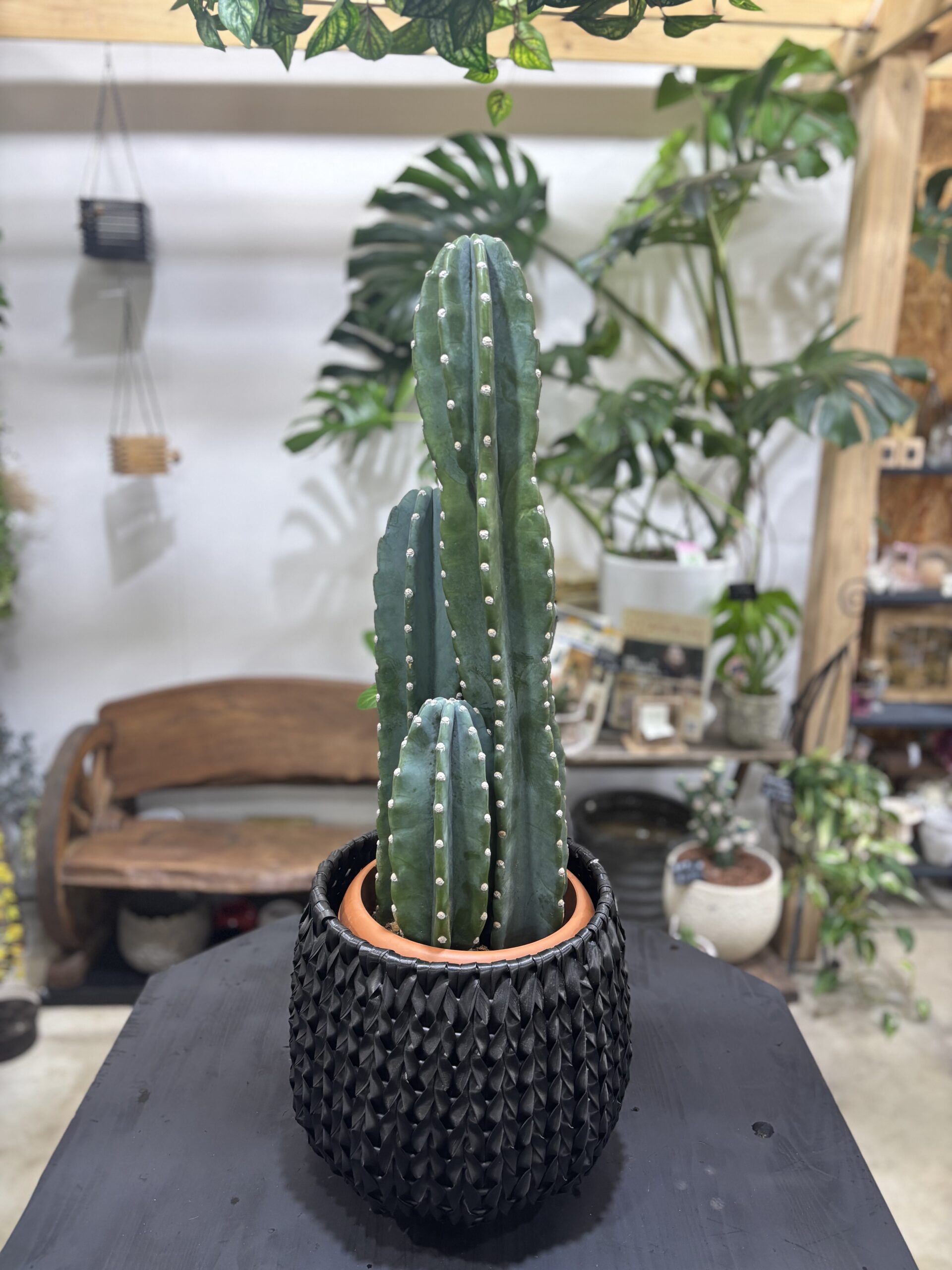 柱サボテン 2本立/3本立