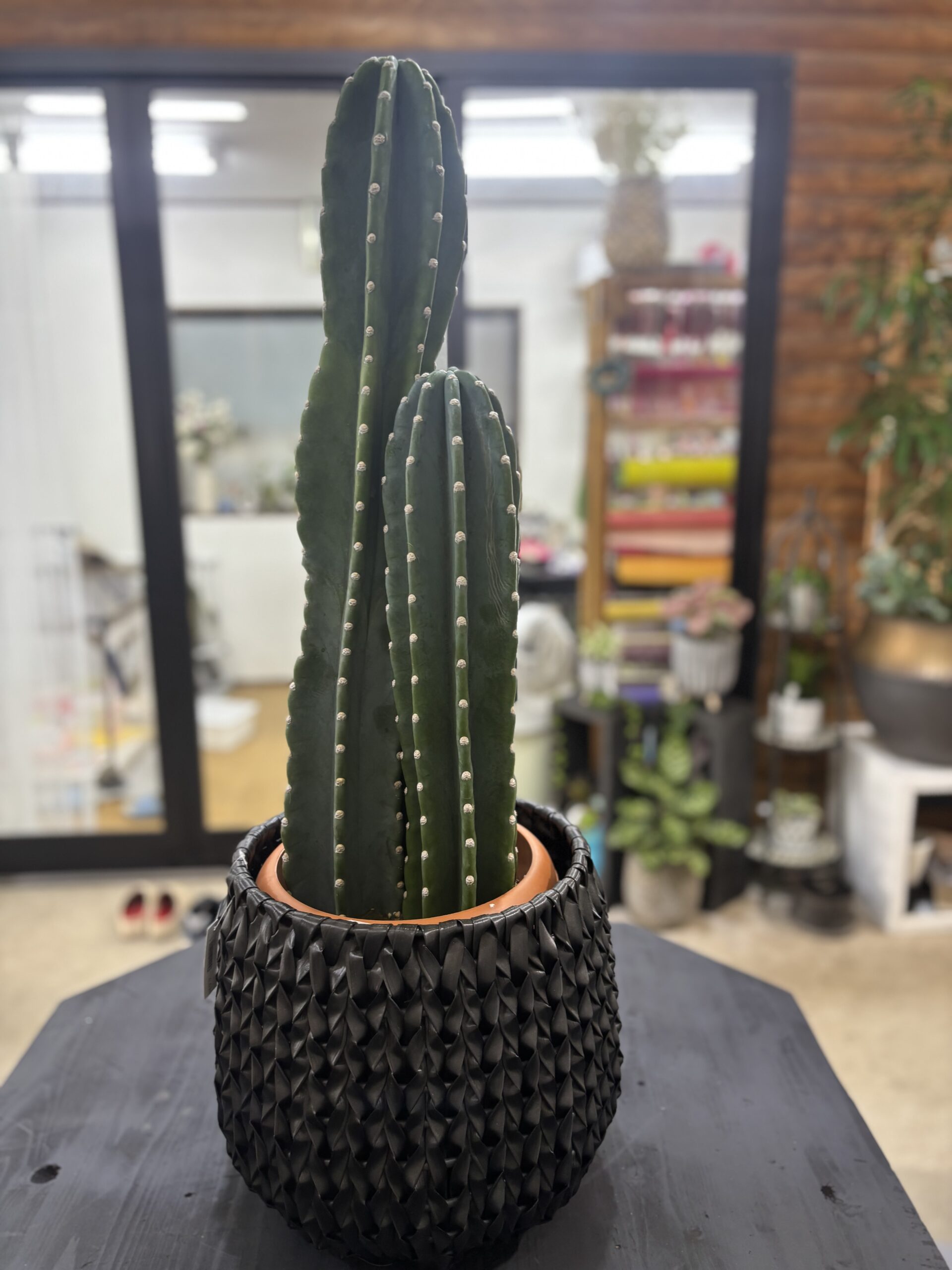 柱サボテン　2本立/3本立 - 画像 (5)