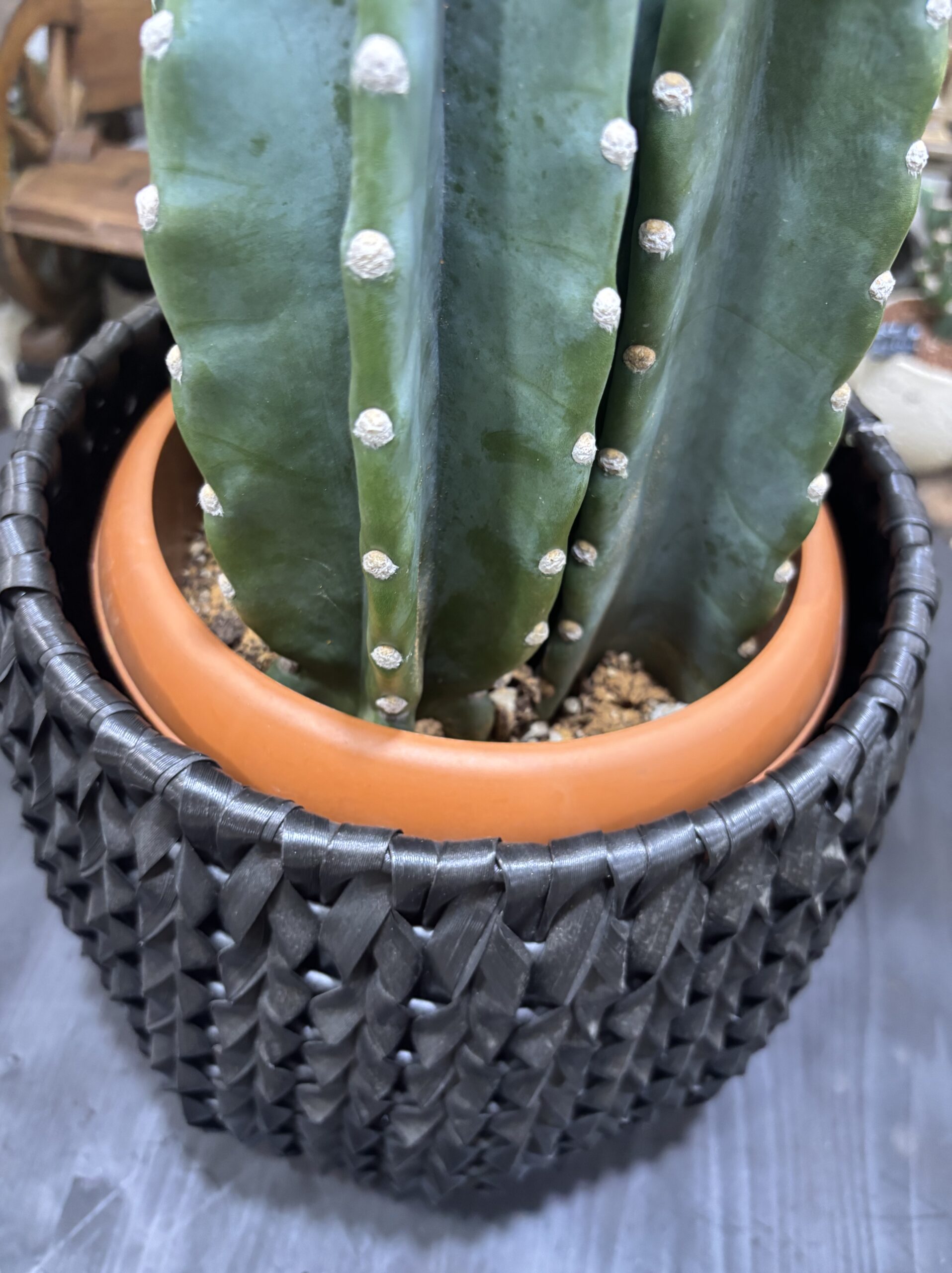 柱サボテン　2本立/3本立 - 画像 (6)