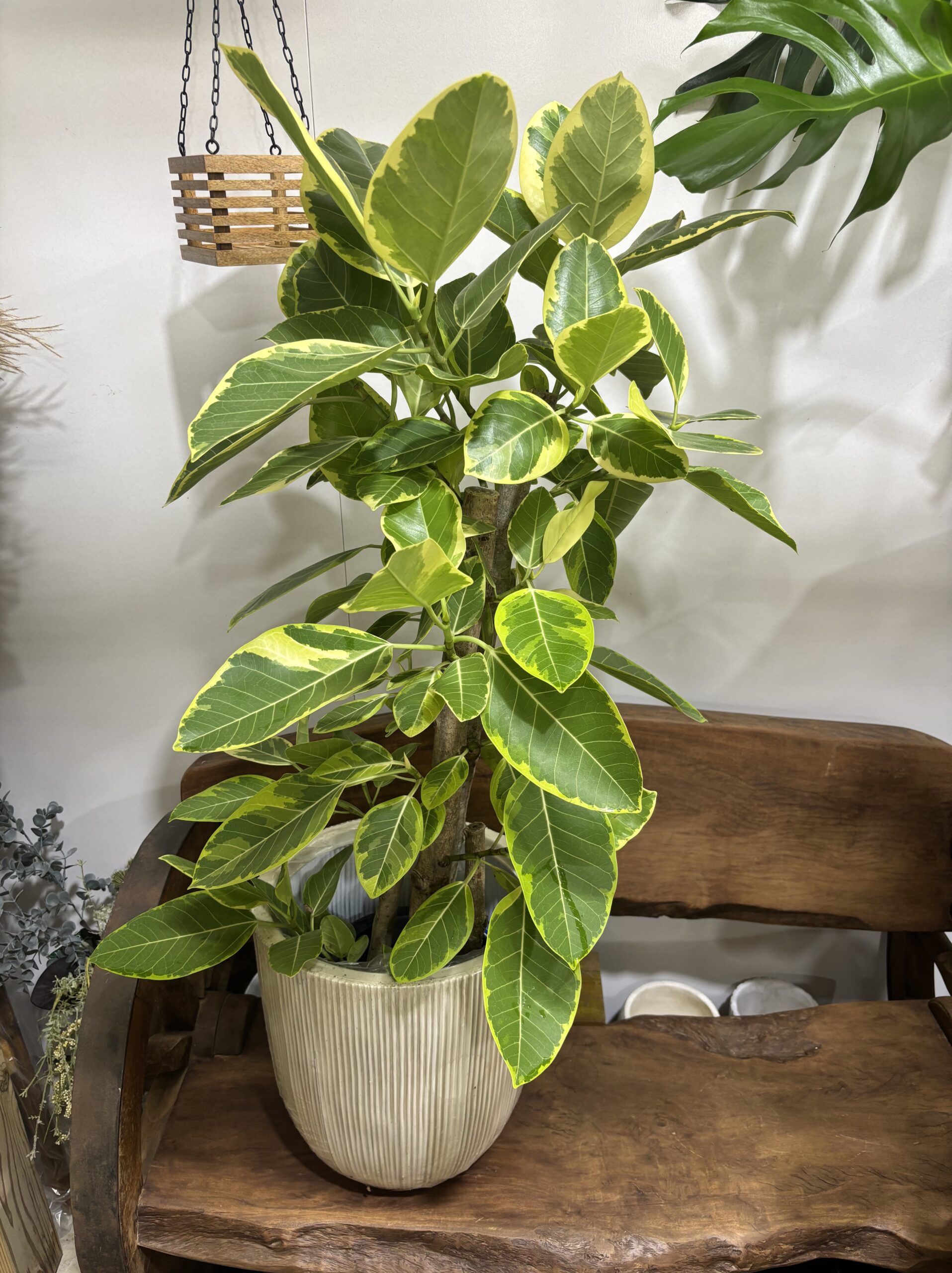 大きさで選ぶオシャレな観葉植物