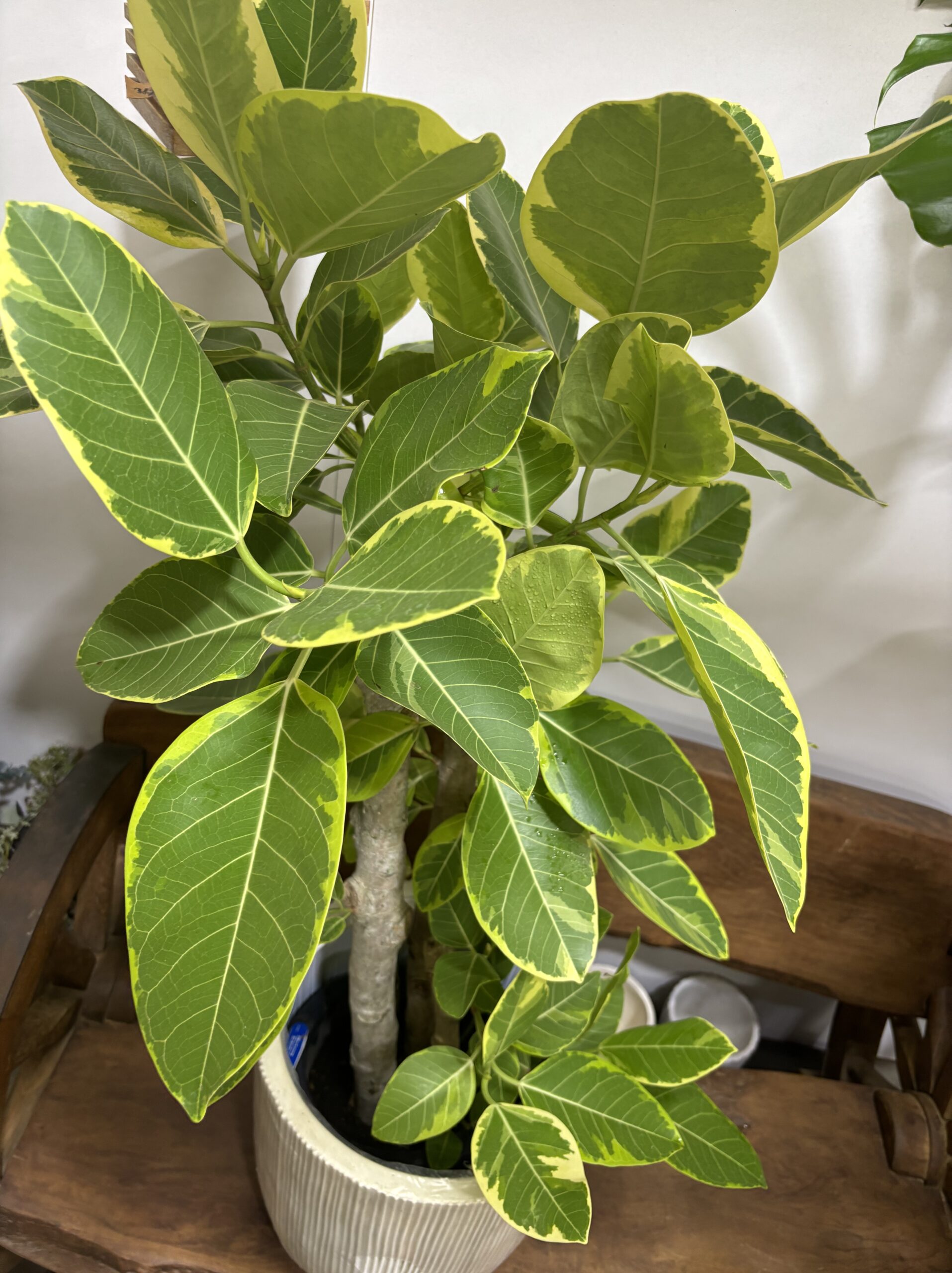 フィカス・アルテシーマ - 画像 (10)