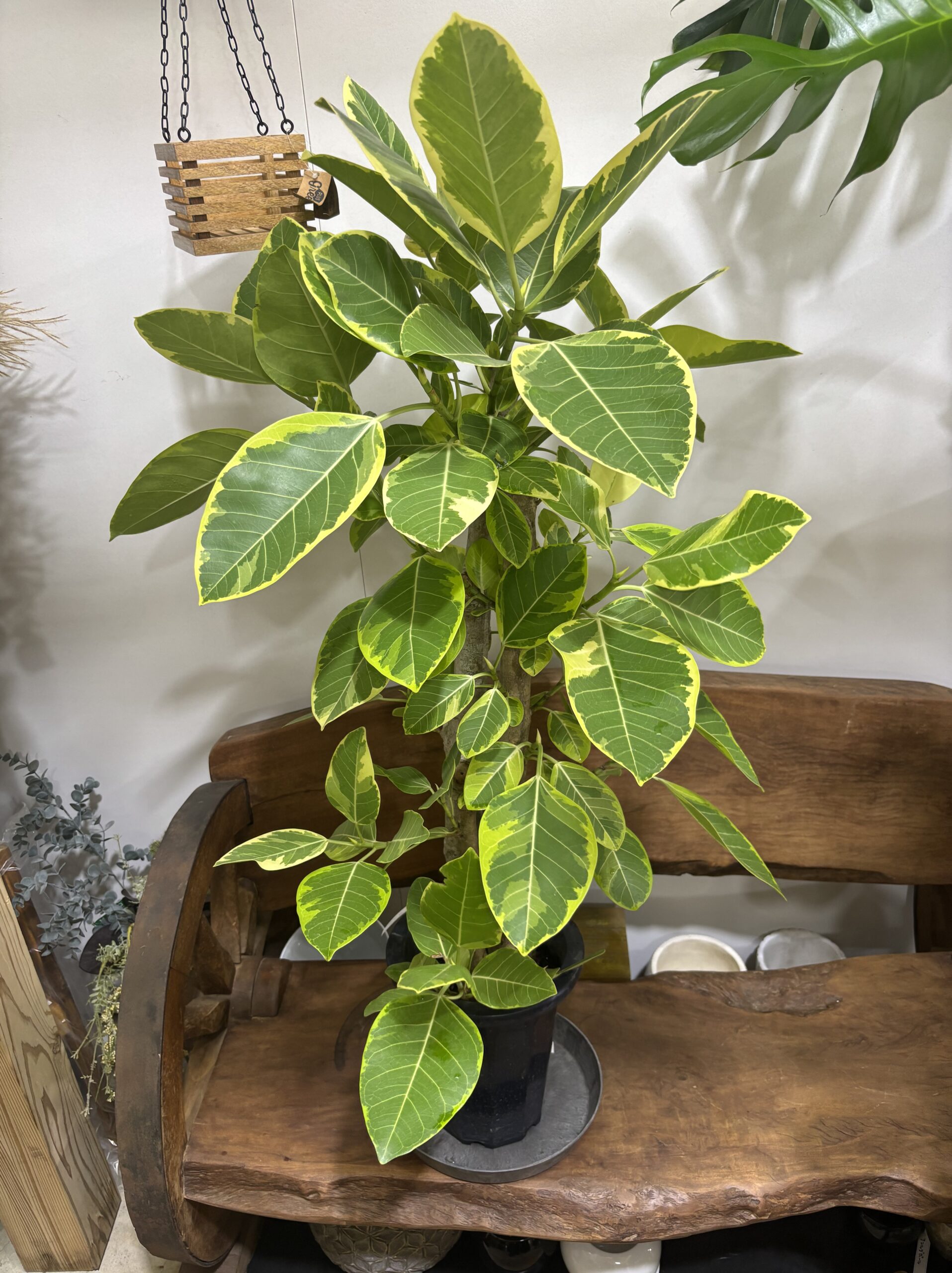 フィカス・アルテシーマ - 画像 (7)